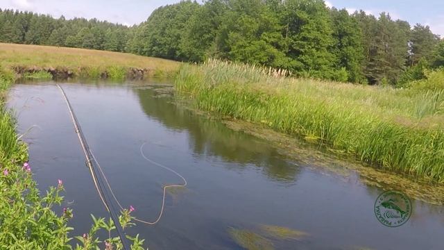 Синяя Стрекоза Стимулятор адреналина. Ловля Голавлей на мушку Стимулятор. Stimulator dry fly.