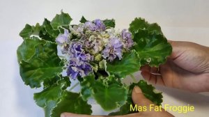 Mas Arctic Sky.Ma's Corsage.Ma's Fat Froggie.Ma's Glass Slipper.Mas Soap Bubles.