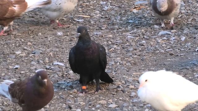 Новый лидер на полигоне! смотреть онлайн