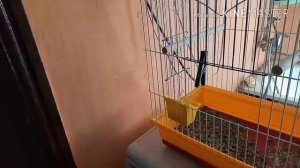 Первый вылет из клетки /Корелла и волнистик друзья🤗