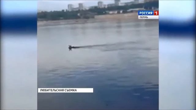 Лоси-синхронисты смотреть онлайн