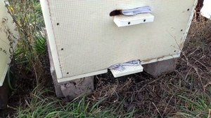 Облет пчёл, проблемы с грызунами и синицами, как зимуют пчелы