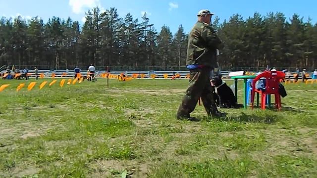 Владимирская выставка,ринг РЕЛ средняя гр.кобели! смотреть онлайн