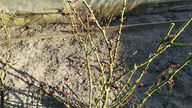 Весенняя обрезка высокорослых роз. Вы такого не видели!