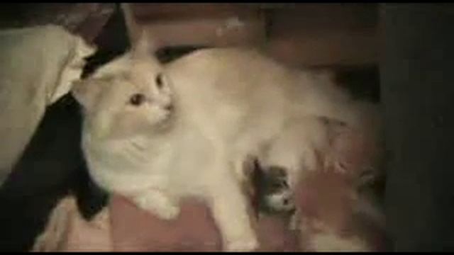 Котята