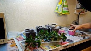Обрезка и черенкование толстянки