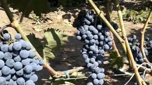 Ливадийский чёрный