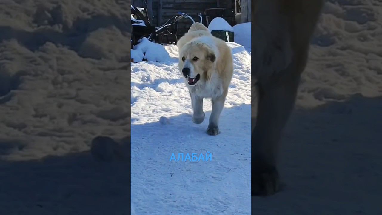ТАЁЖНЫЙ АЛАБАЙ МАРК#жизньвтайге #отшельник #тайга #shot #смотри