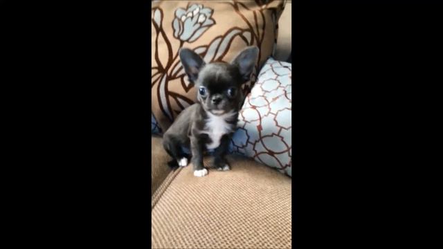 Michelle. Blue chihuahua female 4 months смотреть онлайн