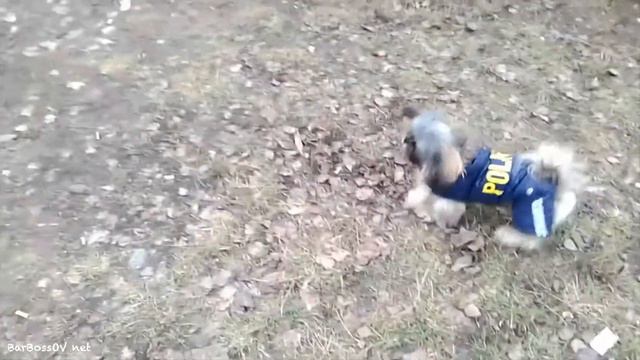 Ши тцу против Питбуля ??? Забавные Животные! смотреть онлайн