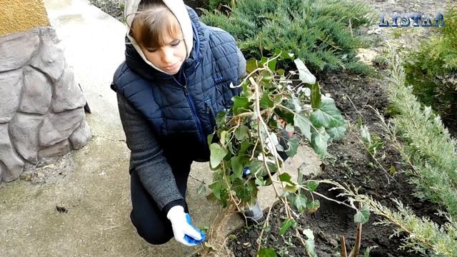 Плющ обыкновенный Как посадить плющ дома Плющ выращивание и уход смотреть онлайн