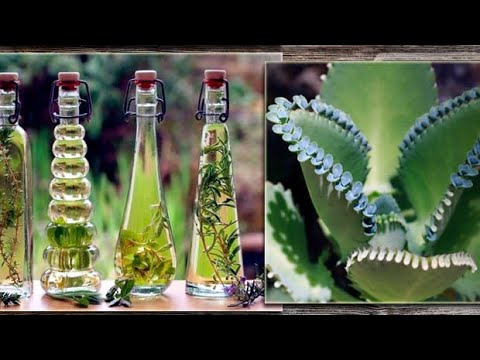 Лучшее средство от варикоза, артрита, артроза, камней в почках и болезней сердца!!! Bwb4aZ98l-Q смотреть онлайн