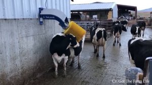 корова такая смешная смешные коровы видео