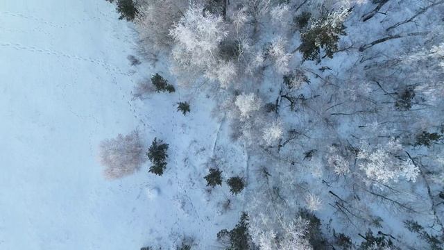 Акколь - Зимний лес - Рассвет