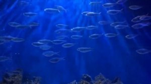 Футаж рыбы-фон-синий-воды