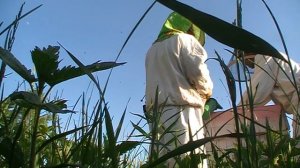 Весенняя Ревизия Пчёл(Пасека Отбор Печатного Расплода)