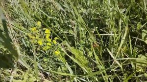 Мир природы 2