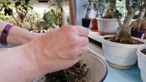 СОСТАВ ГРУНТА и ПЕРЕСАДКА 5-ти ЛЕТНЕГО АДЕНИУМА