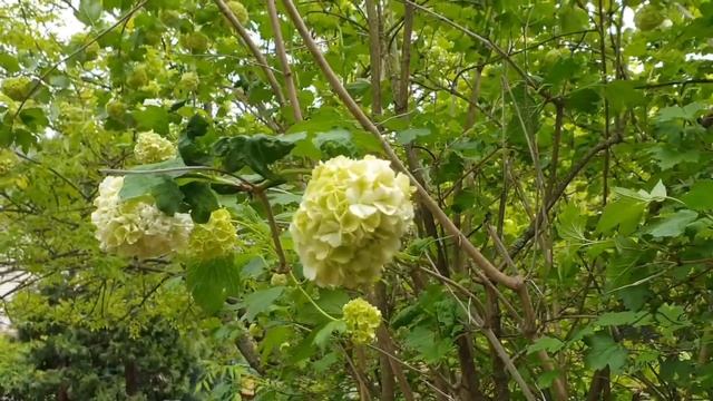 Viburnum opulus 'Roseum' kalina obecná смотреть онлайн