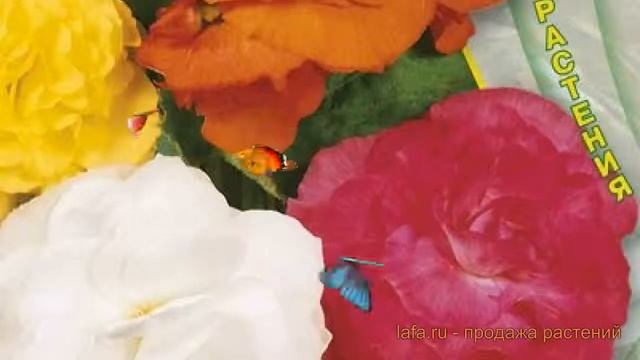 Бегония клубневой Версальская история ? обзор: как сажать, семена бегонии Версальская история смотреть онлайн