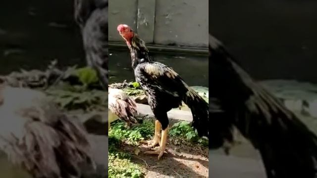 Parrot Beak Long Tail Asil from Tamil nadu india