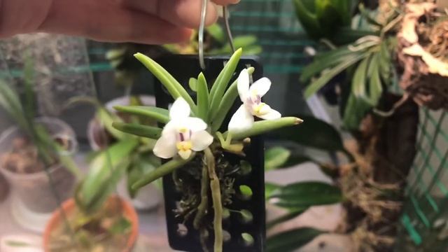 Pteroceras semiteretifolium, мини орхидея птероцерас обзор