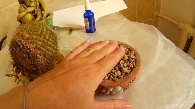 Кактус выброшенный на свалку! смотреть онлайн