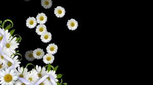 Футаж Солнечные брызги HD White daisies