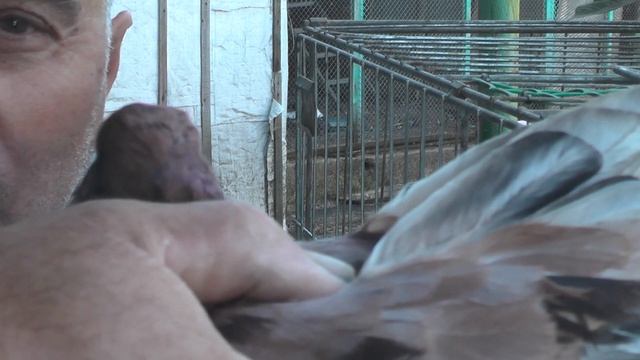 Уважаемые зрители ,я хачу вам задать небольшой вопрос ? смотреть онлайн