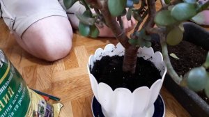 VLOG: Пересадка денежного дерева (толстянка)! 28.03.2021