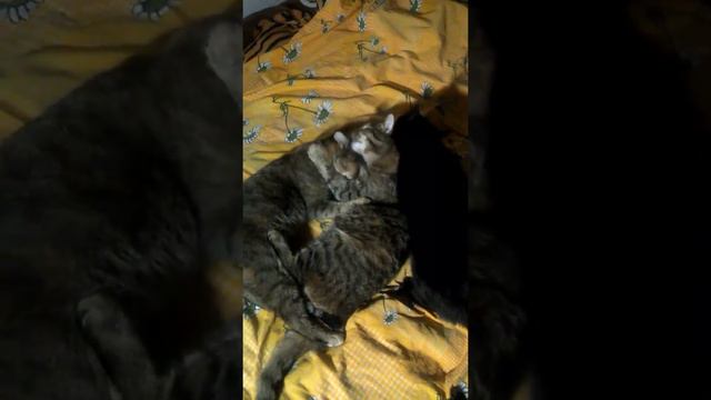 Мужика вылизывают