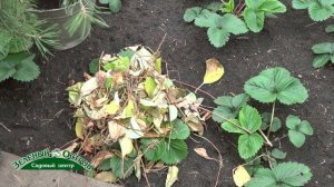Укрытие земляники на зиму, зимостойкость корней, розетки
