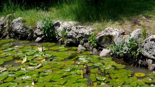 Утята в Ботсаду университета в Симферополе смотреть онлайн