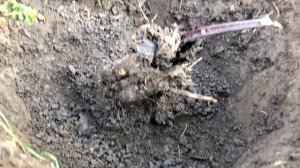 Копаем полезнейший корень лопуха. Полная инструкция.