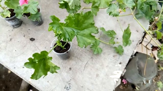 Ампельная пеларгония смотреть онлайн