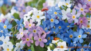 Незабудка обыкновенный Микс (mix) ? обзор: как сажать, семена незабудки Микс