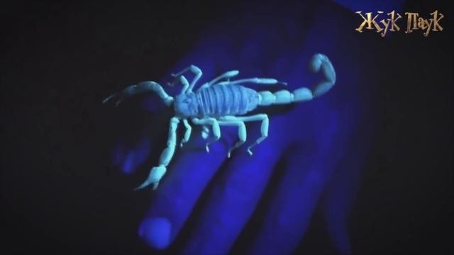 ЭТОГО мы не знали О СКОРПИОНАХ!