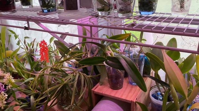 How to care for orchids before a vacation. смотреть онлайн