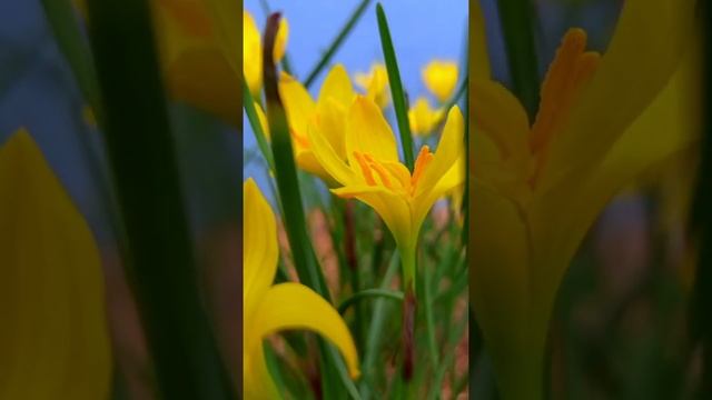 feel the music....  Flower of Sternbergia lutea
.
.
#sternbergialutea #sternbergia #yellowcolor