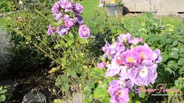 Роза шраб Rhapsody in Blue смотреть онлайн