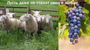 Пусть даже не станет овец в загоне