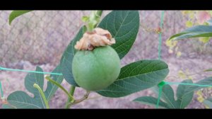 Обзор плодов пассифлоры инкарнаты на 1 сентября (сеянцы).