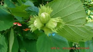 Лещина обыкновенная (corylus avellana) ? обыкновенная лещина обзор: как сажать, саженцы лещины