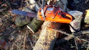 Husqvarna 359 Chain saw CUTTING TREE!!!