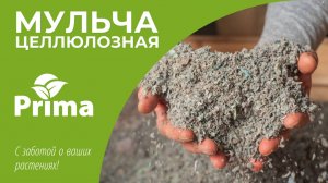 Мульчирование почвы
