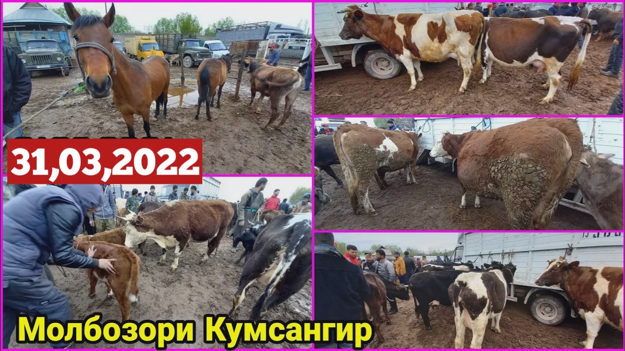 Молбозори Кумсангир Нархои Говои Ширдор Говои сементал Гуночинои сементал АСПХО ГОВОИ ДЕХКОНИ / 2022