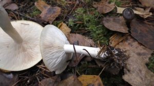 Пахнет дустом, но неядовита Рядовка белая.