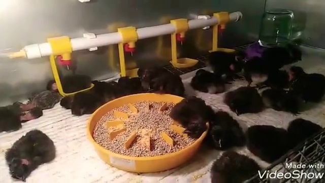 Голошейные цыплята бройлеры sasso xl - Французский концерн смотреть онлайн