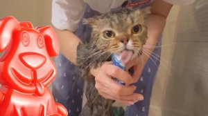 Котики купаются под душем вместе с желейной собачкой Стасиком.