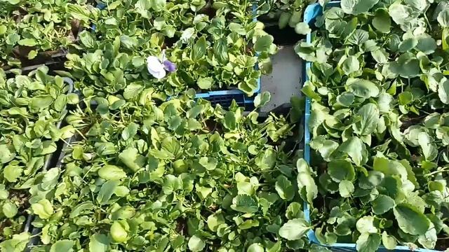 Обзор теплицы и парников ,подкормка цветов для роста вегетативной массы.?? смотреть онлайн